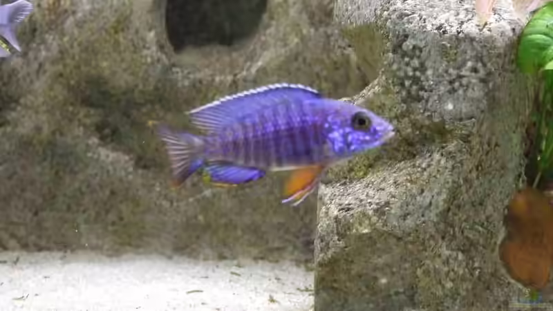 Aulonocara stuartgranti ´cobue´ von Joopde (33)