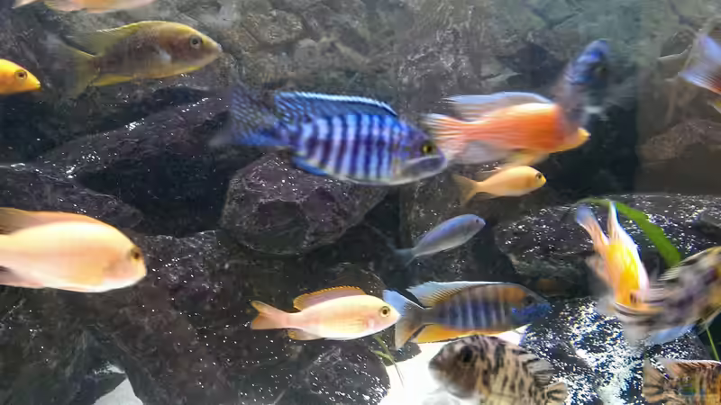 Aulonocara Stuartgranti Cobue von Malawi91 (27)