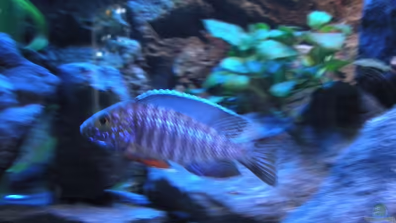 Aulonocara Stuartgranti cobue von Peterfish (19)