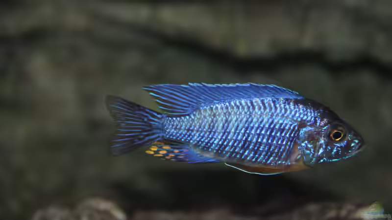 Aulonocara stuartgranti cobue von Sebastian O. (100)