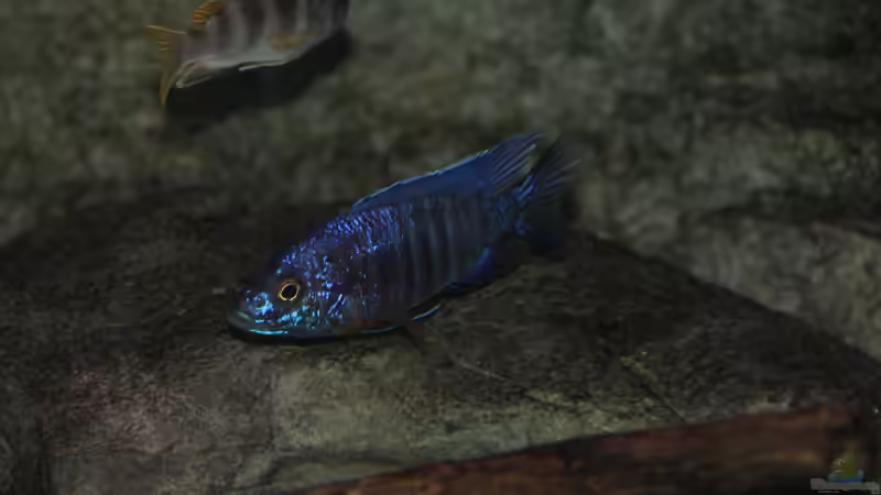 Aulonocara stuartgranti cobue von Sebastian O. (102)