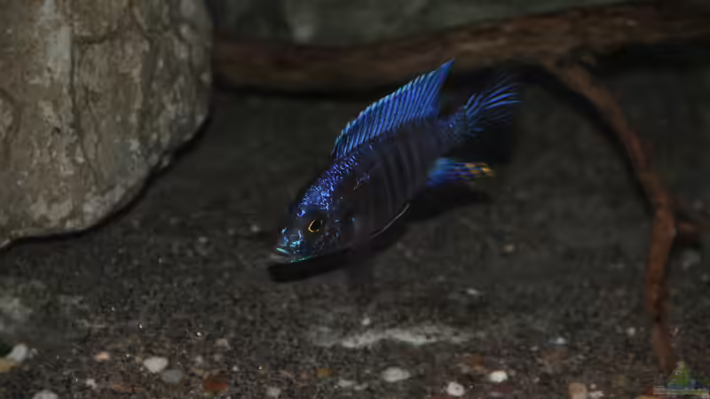 Aulonocara stuartgranti cobue von Sebastian O. (104)