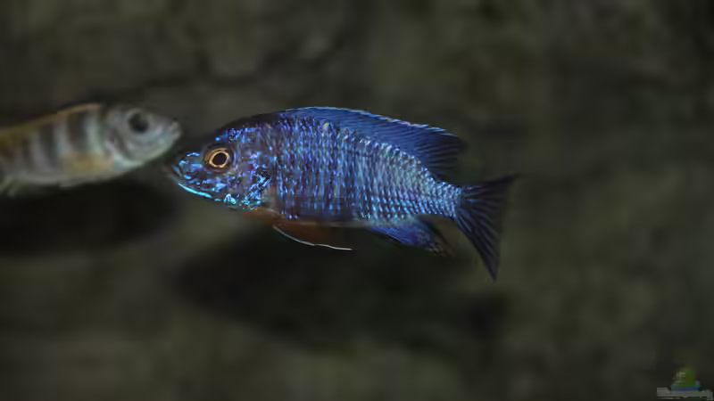 Aulonocara stuartgranti cobue von Sebastian O. (105)