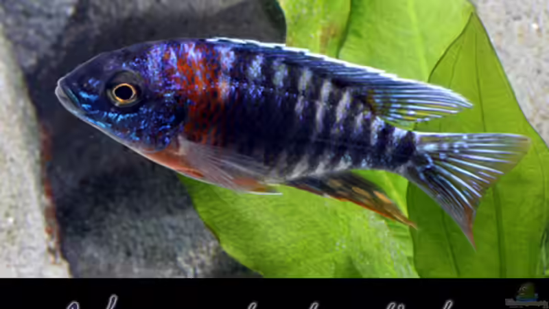 Aulonocara stuartgranti "undu reef" halten (Einrichtungsbeispiele für Aulonocara mamelela)