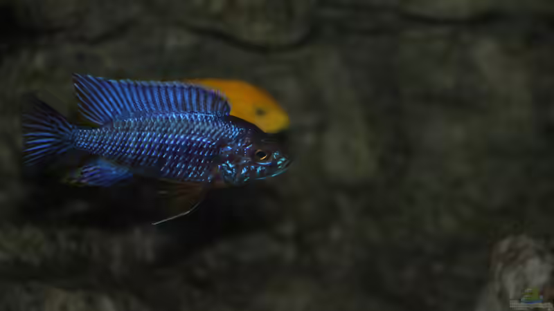 Aulonocara stuartgranti "undu reef" halten (Einrichtungsbeispiele für Aulonocara mamelela)