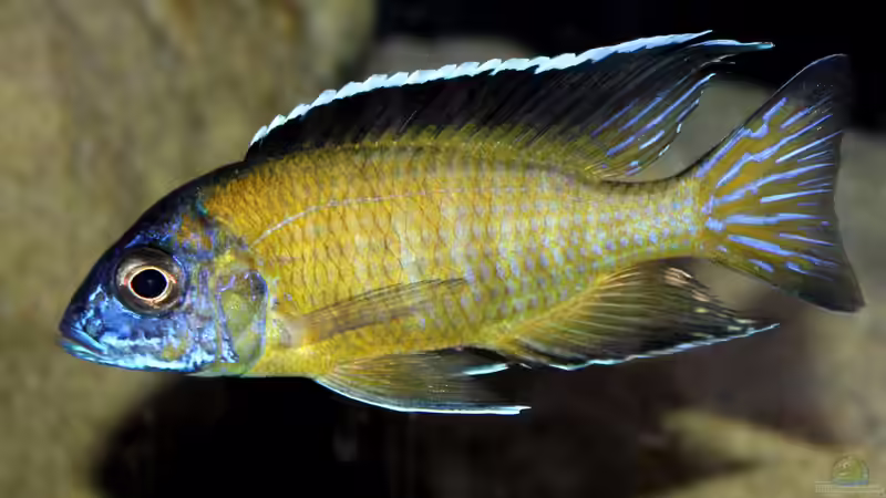 Einrichtungsbeispiele für Aulonocara stuartgranti "hongi"