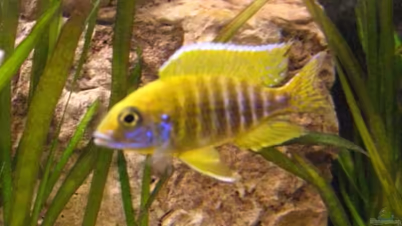 Aulonocara stuartgranti maleri  von Malawigo (32)