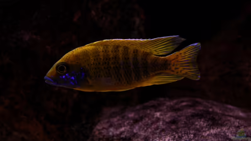 Aulonocara stuartgranti maleri  von Malawigo (61)