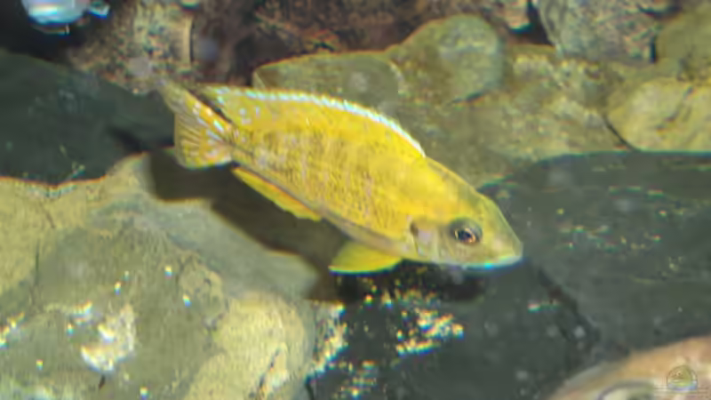 Aulonocara stuartgranti maleri junges male  von Esslinger (24)