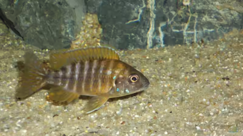 Aulonocara stuartgranti "undu reef" halten (Einrichtungsbeispiele für Aulonocara mamelela)