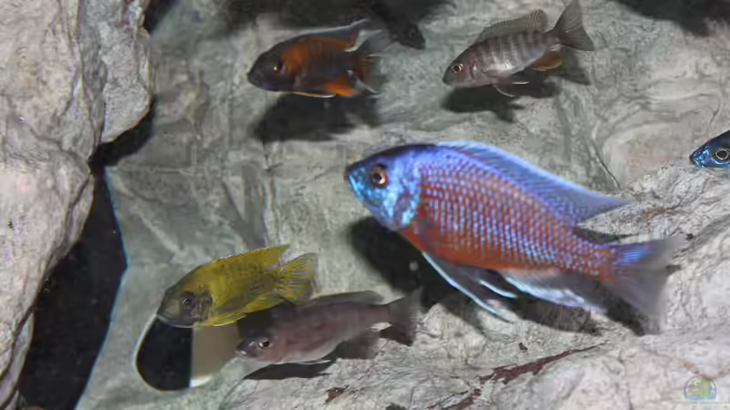 Aulonocara Stuartgranti ´Maleri´ (M) von Thomas B. (33)