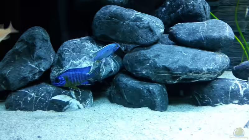 Aulonocara stuartgranti maulana (Bock) von Moda (42)