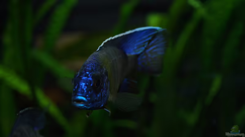 Aulonocara stuartgranti maulana von Moda (11)