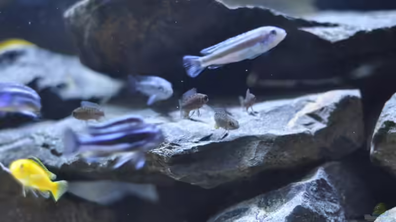 Aulonocara stuartgranti Ngara???, 3-4cm Jungtiere und einer der Weibchen die heute von DominikZ (18)