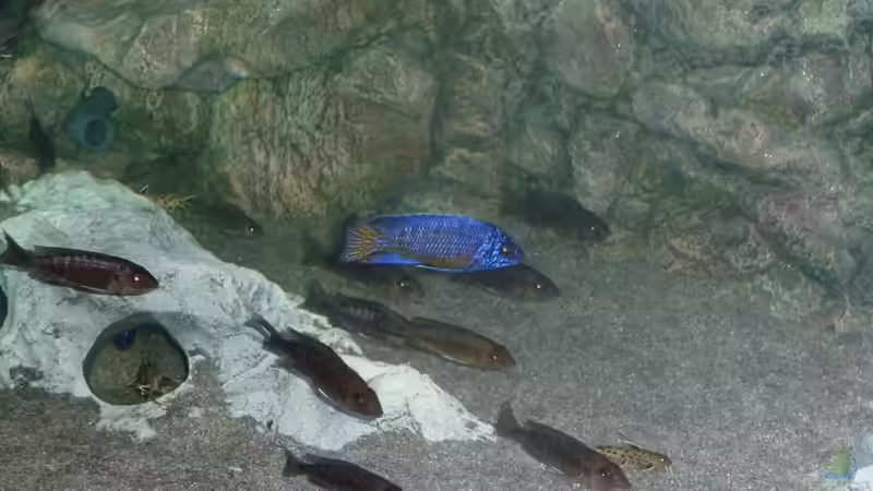 Aulonocara stuartgranti Ngara, Juli 2014 von DER YBBSTALER (78)