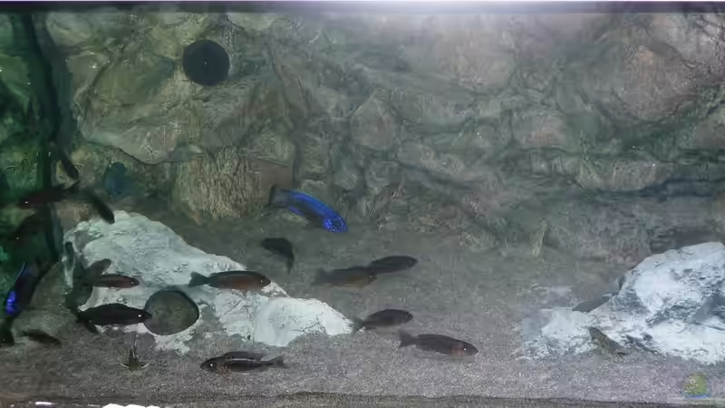 Aulonocara stuartgranti Ngara, Juli 2014 von DER YBBSTALER (79)