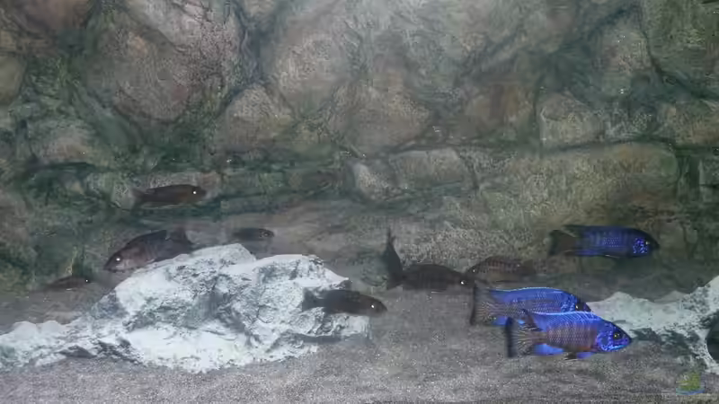 Aulonocara stuartgranti Ngara, Juli 2014 von DER YBBSTALER (83)