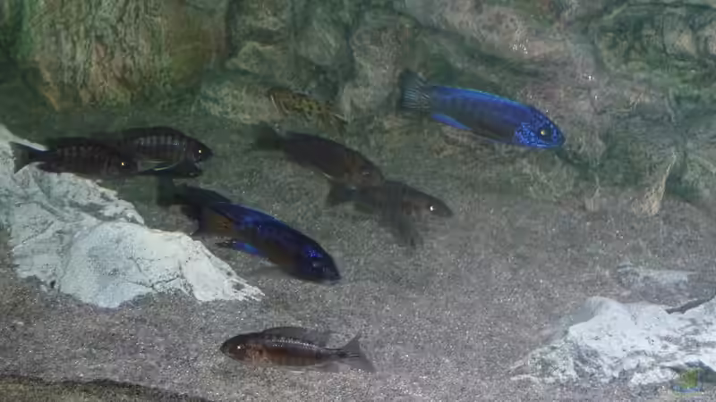 Aulonocara stuartgranti "undu reef" halten (Einrichtungsbeispiele für Aulonocara mamelela)