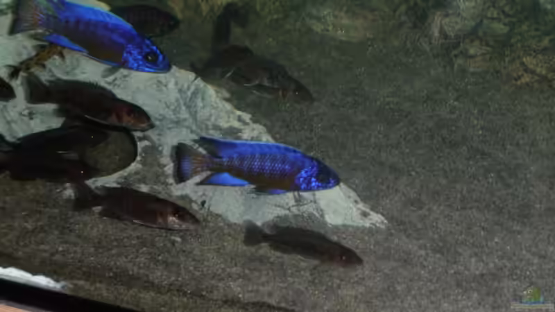 Aulonocara stuartgranti "undu reef" halten (Einrichtungsbeispiele für Aulonocara mamelela)