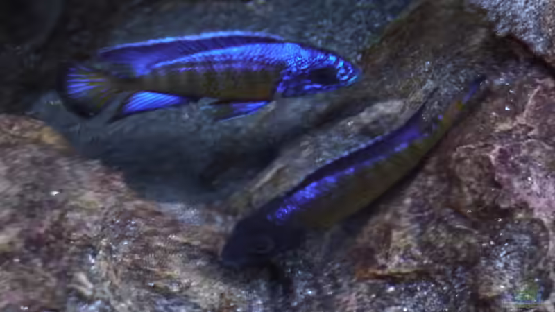 Aulonocara Stuartgranti Ngara Artenbecken