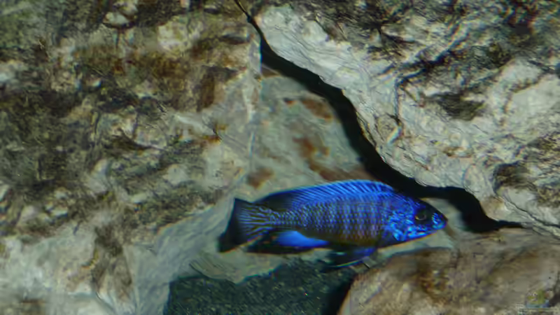 Aulonocara stuartgranti "undu reef" halten (Einrichtungsbeispiele für Aulonocara mamelela)