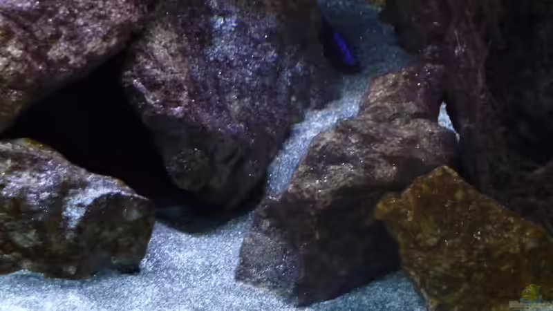 Aulonocara Stuartgranti Ngara Bock 23.02.2014 von DER YBBSTALER (80)