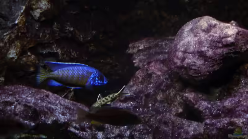 Aulonocara Stuartgranti Ngara Bock mit einem  Synodontis Petricola dwarf 23.02.2014 von DER YBBSTALER (79)