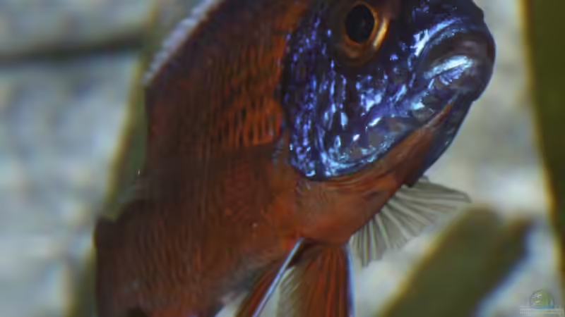 Aulonocara Stuartgranti Ngara Bock von Cruiser Bruno (86)