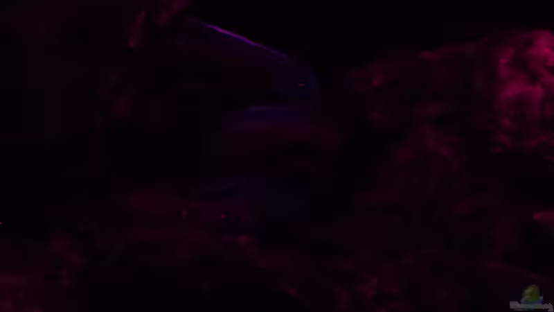 Einrichtungsbeispiele für Aulonocara stuartgranti "ngara"