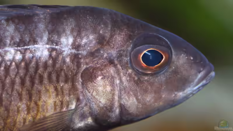 Aulonocara Stuartgranti Ngara Dame von Cruiser Bruno (107)