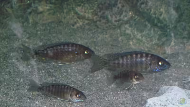 Aulonocara stuartgranti Ngara Jungfische, Juli 2014 von DER YBBSTALER (81)