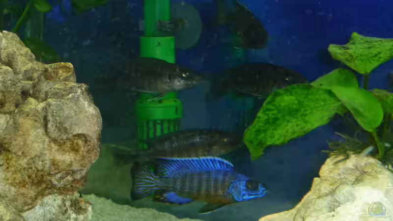 Aulonocara stuartgranti Ngara-Mdoka   Schwarm 1 von DER YBBSTALER (20)