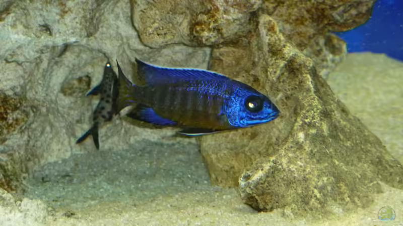 Aulonocara stuartgranti Ngara-Mdoka  Bock mit Synodontis petricola lucipinnis   4 von DER YBBSTALER (15)