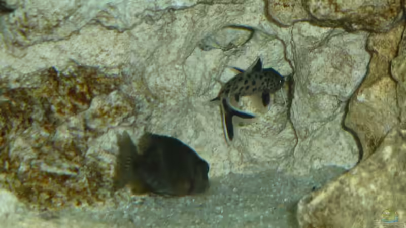 Aulonocara stuartgranti Ngara-Mdoka  Weibchen mit Synodontis petricola lucipinnis von DER YBBSTALER (17)