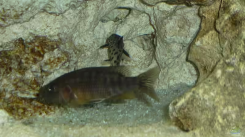 Aulonocara stuartgranti Ngara-Mdoka  Weibchen mit Synodontis petricola lucipinnis von DER YBBSTALER (18)