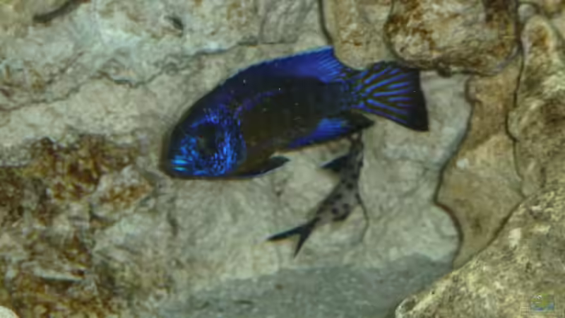 Aulonocara stuartgranti Ngara-Mdoka Bock mit Synodontis petricola lucipinnis  3 von DER YBBSTALER (14)