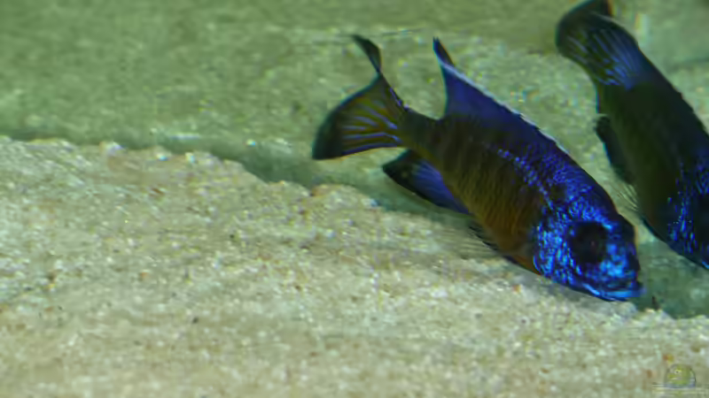 Aulonocara stuartgranti Ngara-Mdoka Bock von DER YBBSTALER (23)