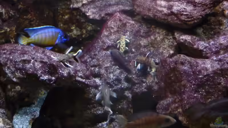 Aulonocara Stuartgranti Ngara mit Synodontis Petricola dwarf 23.02.2014 von DER YBBSTALER (81)