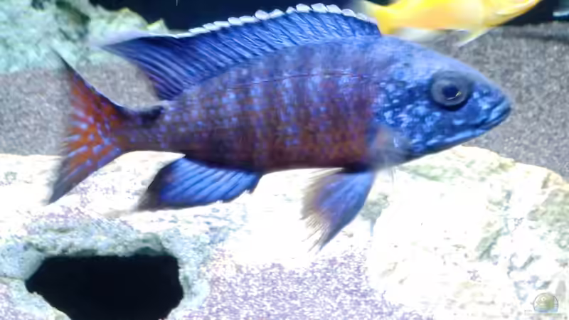 Aulonocara stuartgranti ngara von ollil81 (34)