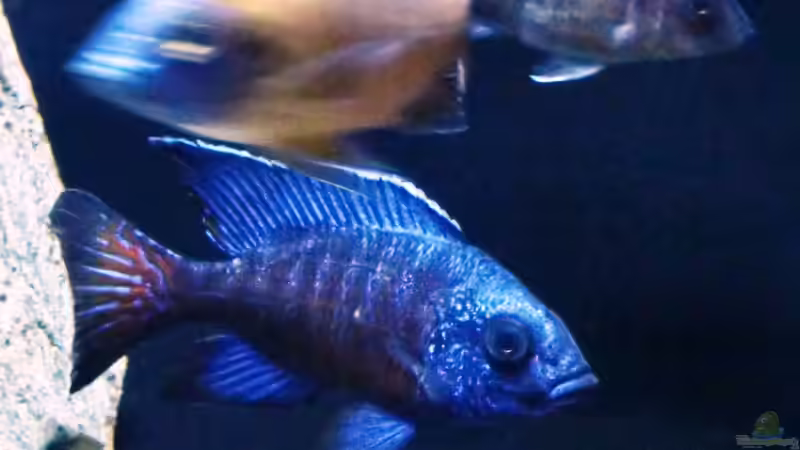 Aulonocara stuartgranti ngara von ollil81 (41)