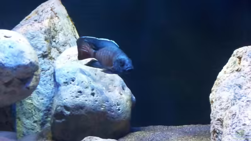 Aulonocara stuartgranti ngara von ollil81 (56)