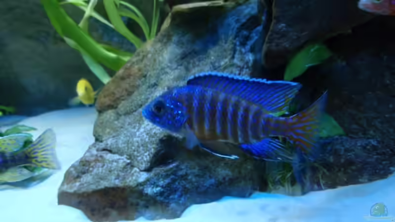 Aulonocara Stuartgranti (Ngara) von Sven Roland (9)