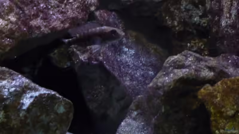 Aulonocara Stuartgranti Ngara Weibchen 23.02.2014 von DER YBBSTALER (84)