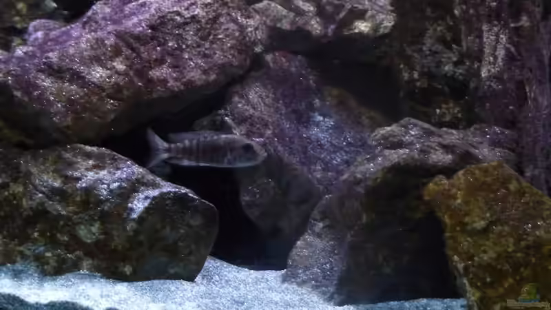 Aulonocara Stuartgranti Ngara Weibchen 23.02.2014 von DER YBBSTALER (85)