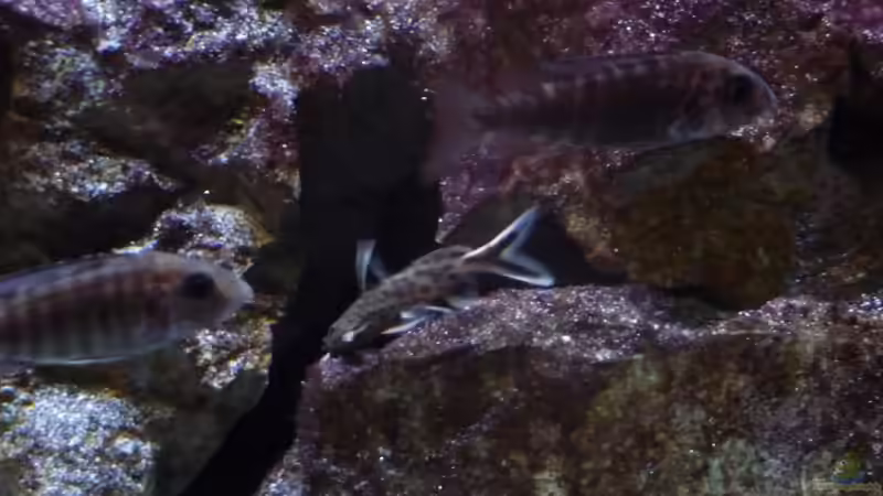 Aulonocara Stuartgranti Ngara Weibchen mit einem  Synodontis Petricola dwarf 23.02.2014 von DER YBBSTALER (82)