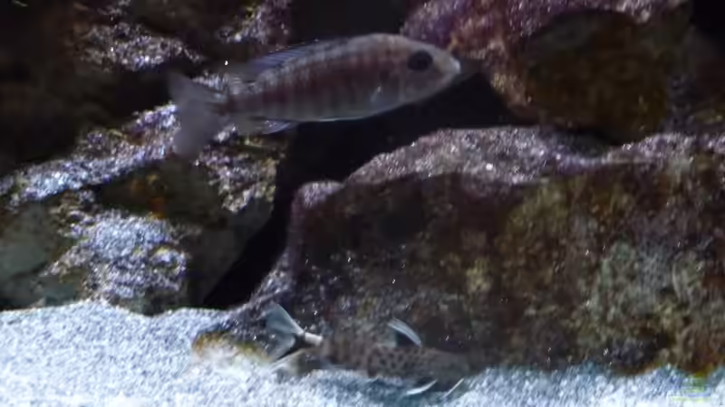 Aulonocara Stuartgranti Ngara Weibchen mit einem  Synodontis Petricola dwarf 23.02.2014 von DER YBBSTALER (83)