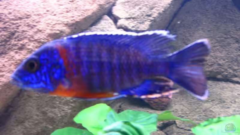 Aulonocara Stuartgranti sp. Chiloelo von T H O R (35)