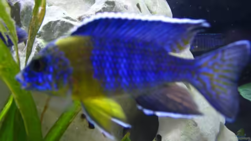 Aulonocara Stuartgranti sp. Chitimba von T H O R (37)