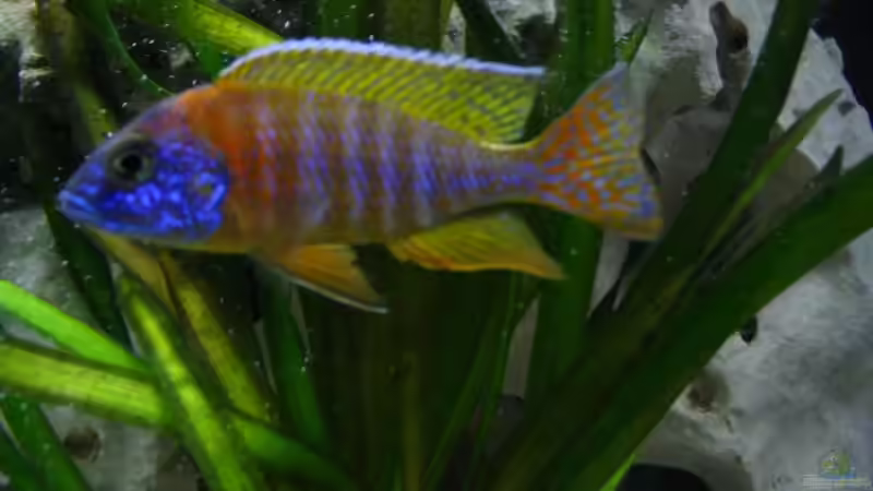 Aulonocara Stuartgranti sp. Red Rubin von T H O R (34)