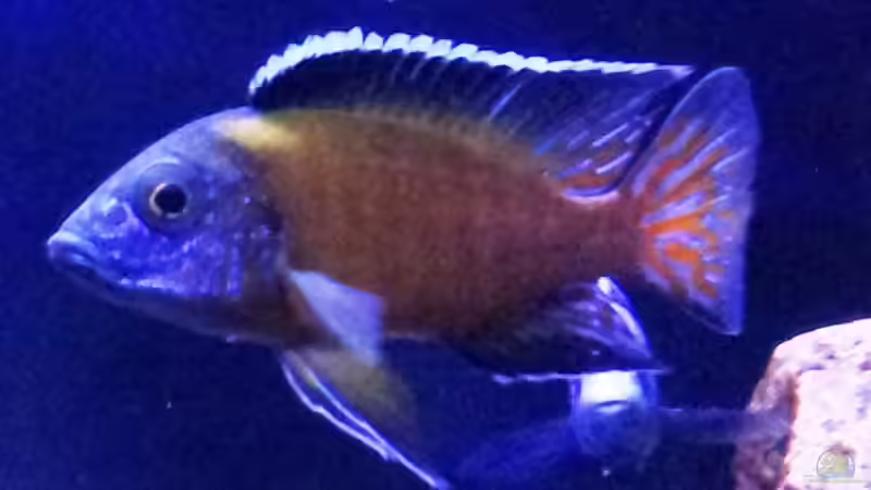 Aulonocara stuartgranti "undu reef" halten (Einrichtungsbeispiele für Aulonocara mamelela)